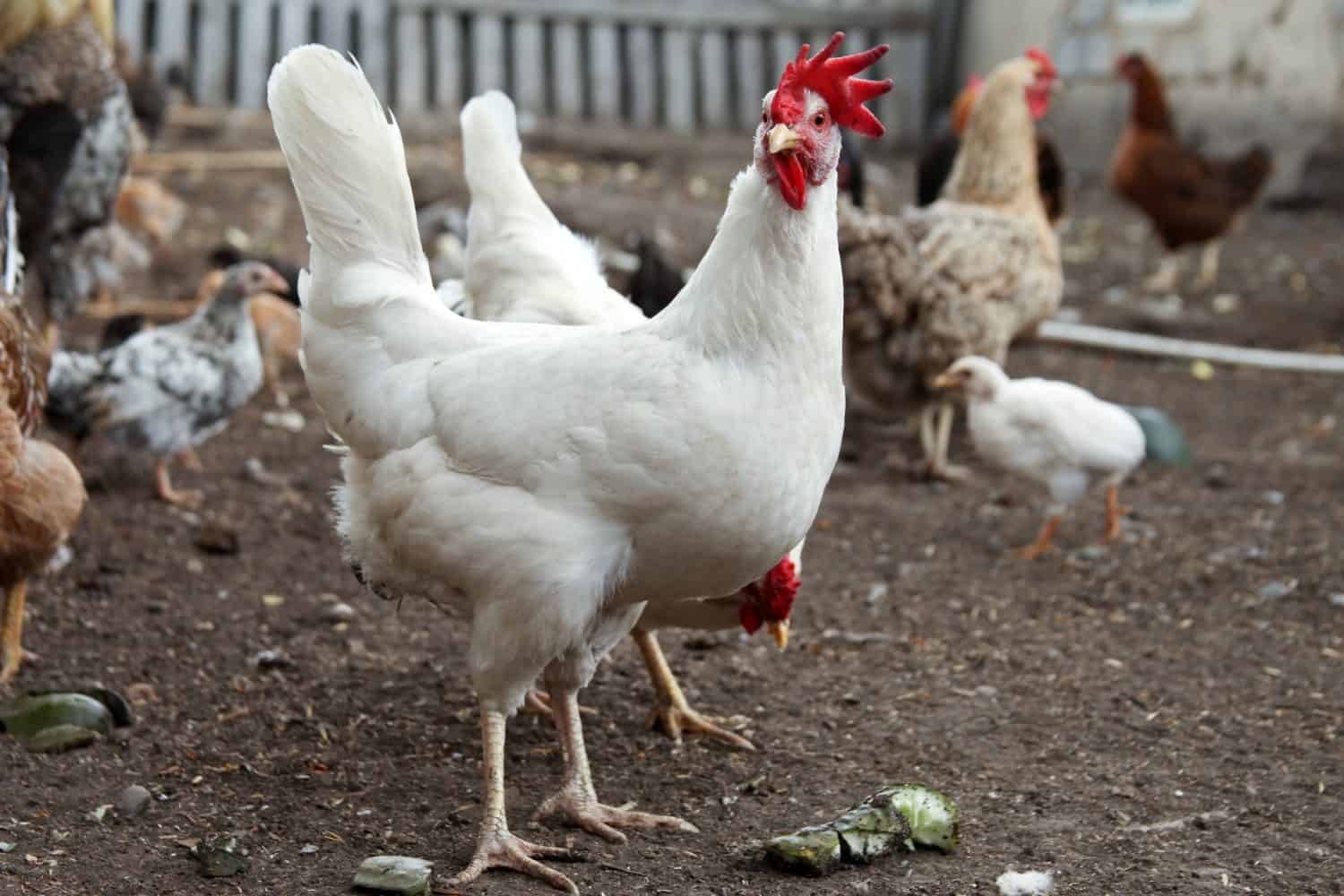Chicken Cornish walks in the poultry house. Domestic bird