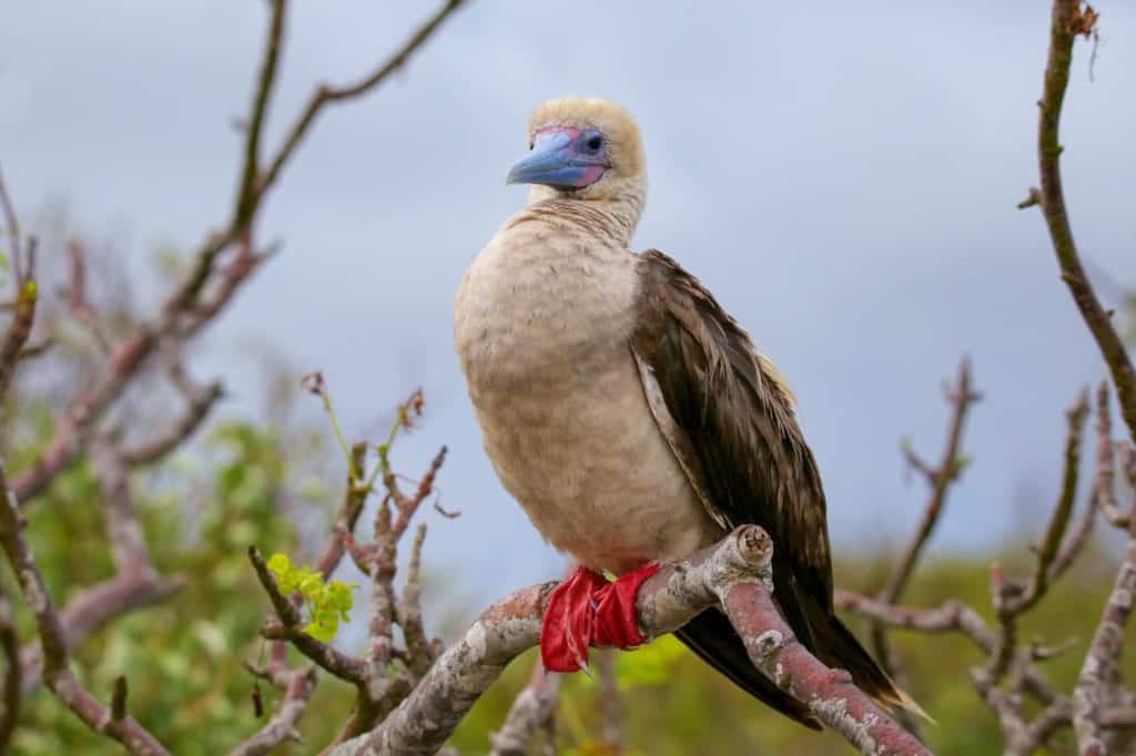 Red-footed booby (Sula sula) on Genovesa island, Galapagos National Park, Ecuador