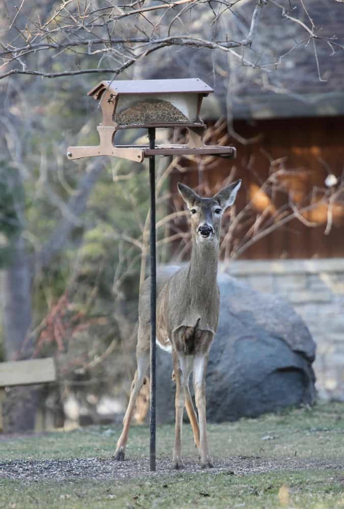Photograph of a whitetail deer in the process of chewing at a bird feeder