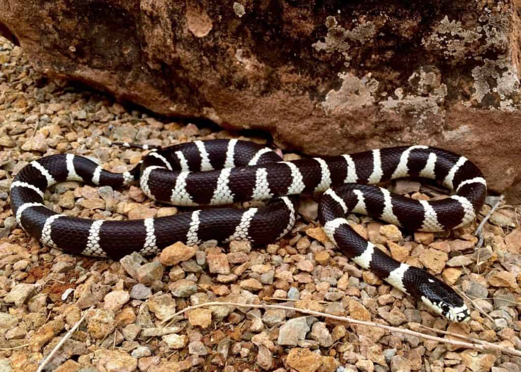 Common Kingsnake, Lampropeltis getula californiae