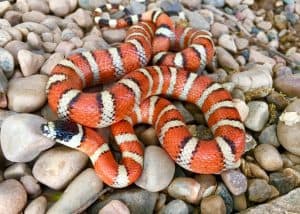 Brightly colored Arizona Mountain Kingsnake, Lampropeltis pyromelana, a Coral Snake mimic, coiled in its habitat