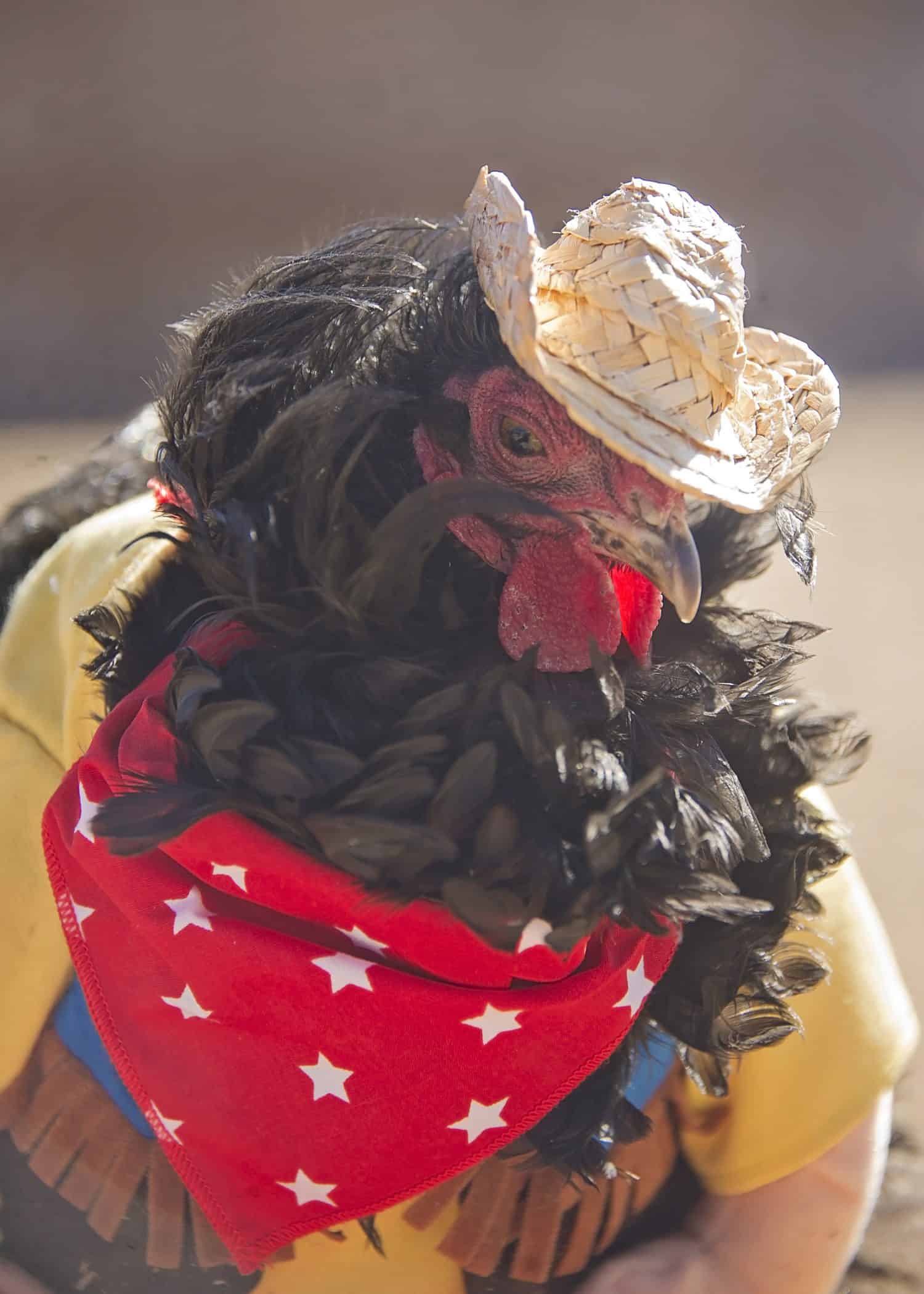 Cowboy Rooster