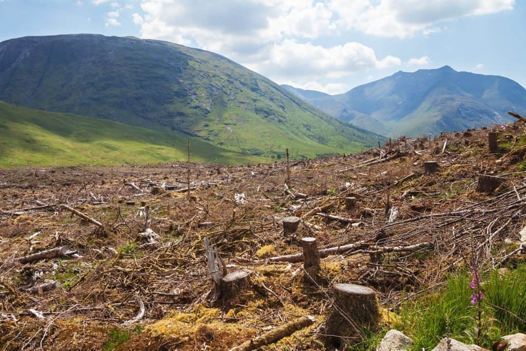 Pine tree forestry exploitation in a sunny day near Glencoe, in the Highlands of Scotland. Stumps and logs show that overexploitation leads to deforestation endangering environment and sustainability.