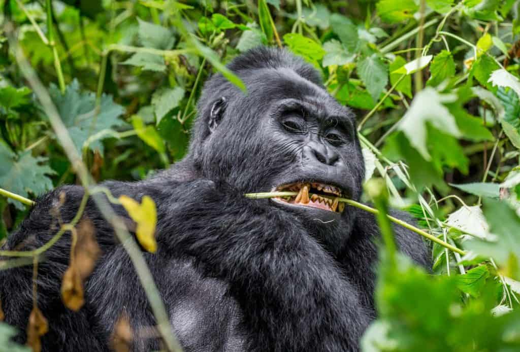 Mountain gorilla eating plants. Uganda. Bwindi Impenetrable Forest National Park. An excellent illustration.