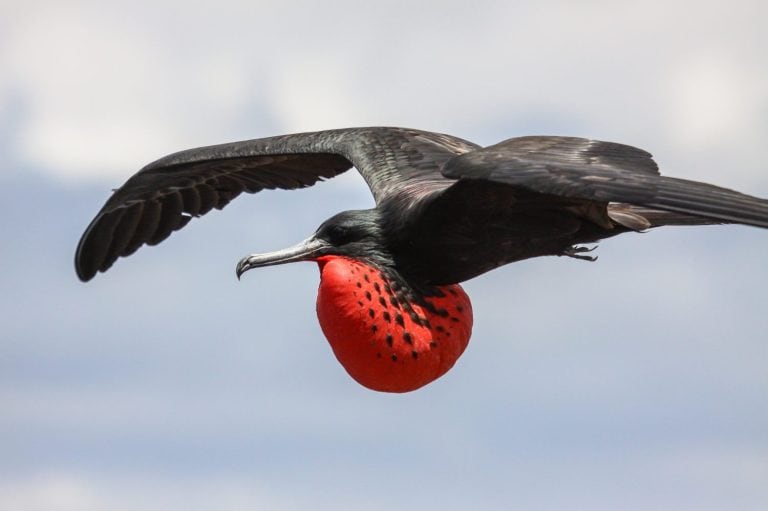 Close up of a male Magnificent frigatebird in flight with red pouch, Galapagos, Ecuador