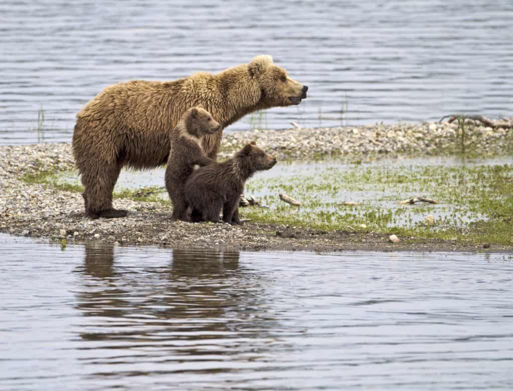 Let Me See - A grizzly bear cub stands up to get a better look in Katmai National Park, Alaska.