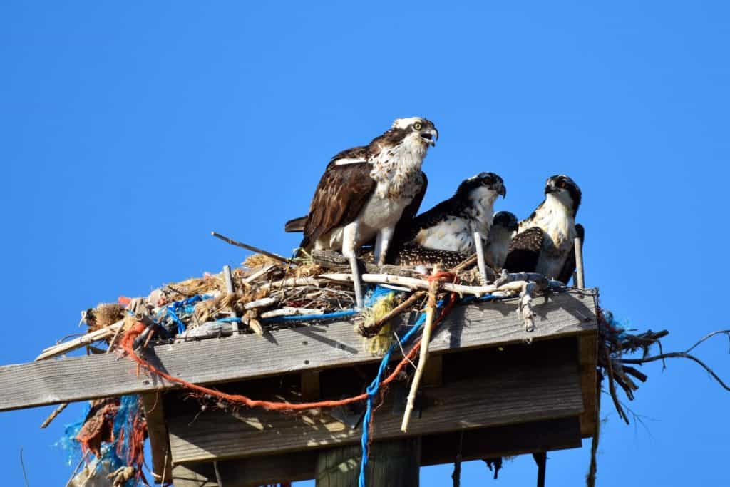 Environmental Impact Assessment. Man Made Osprey Nest - Bear River Range - Osprey using hay bale string and other farm garbage to make their nests.