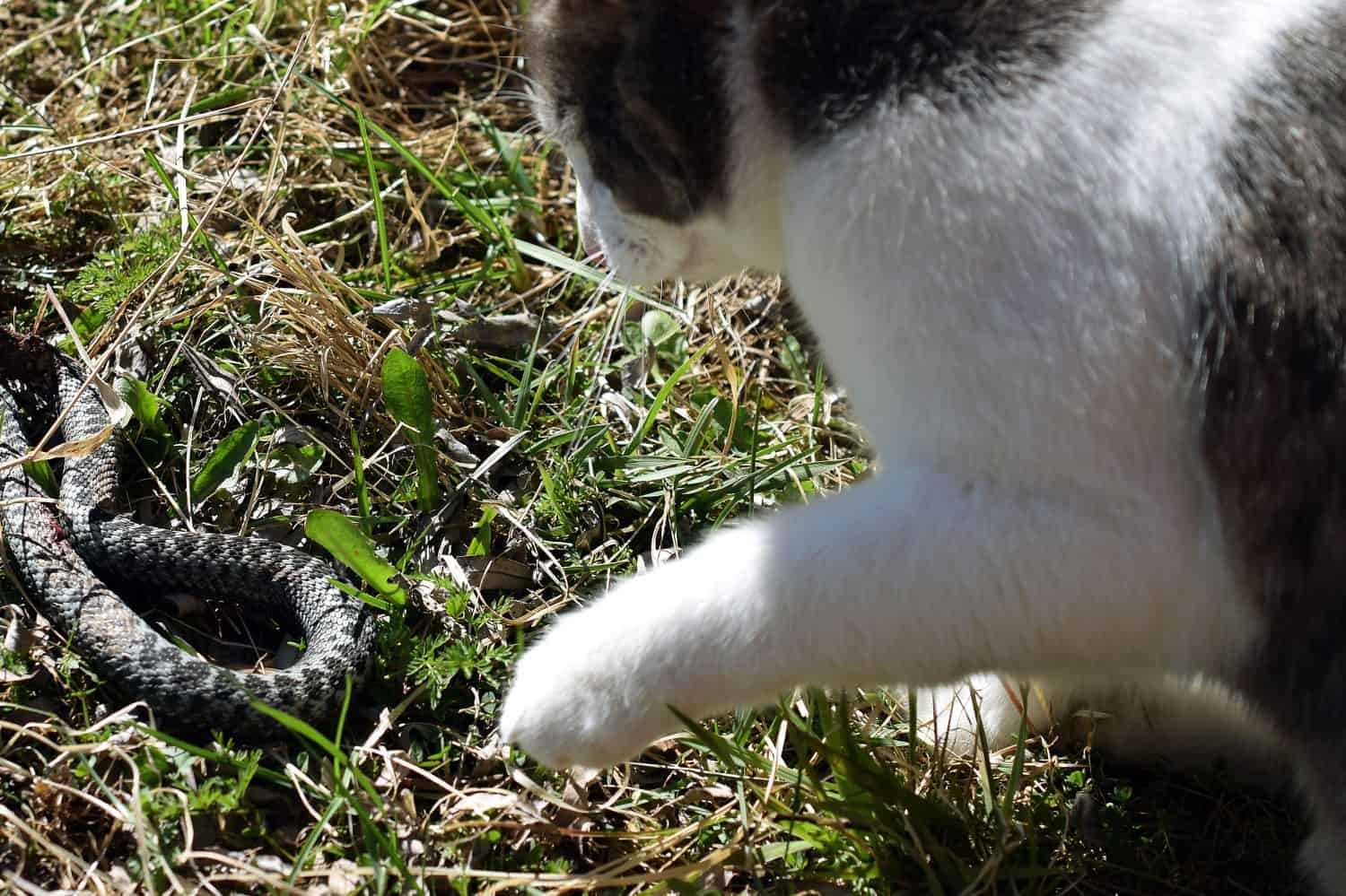 Domestic cat hunting adder snake in garden.