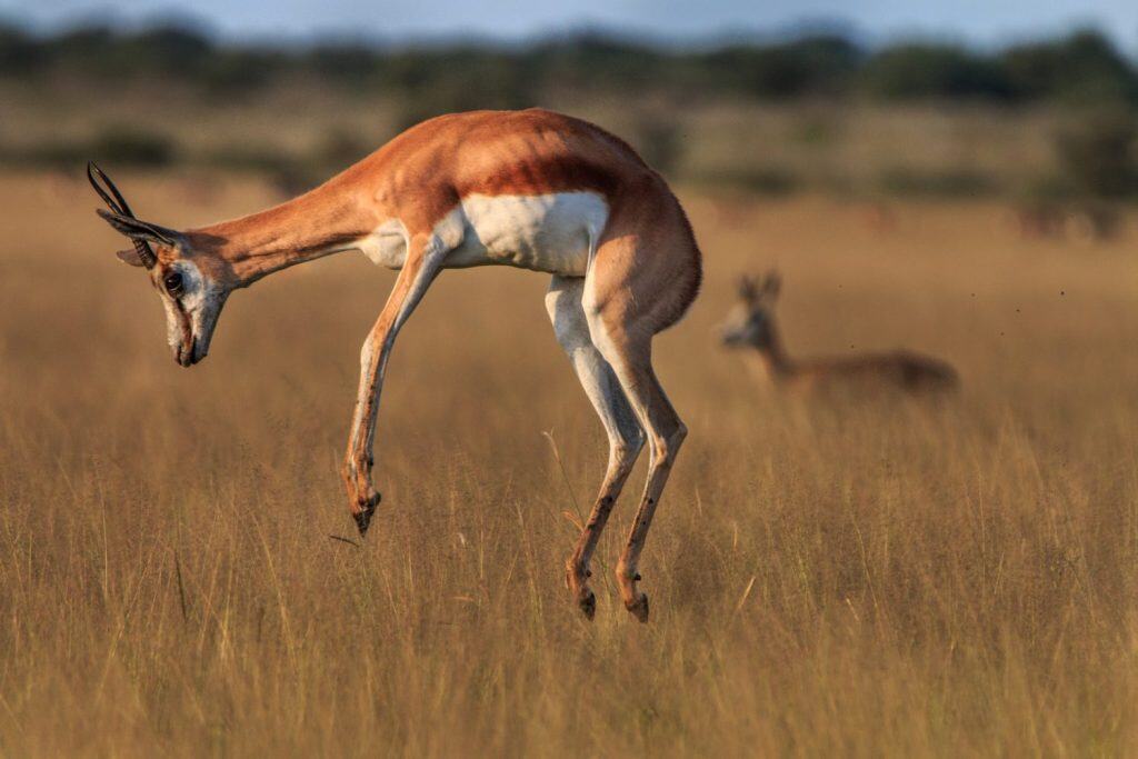 Springbok pronking in the high grass in the Central Kalahari, Botswana.