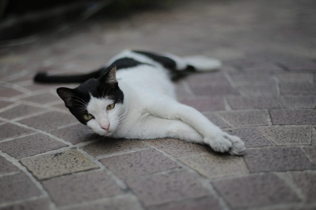 Street cat