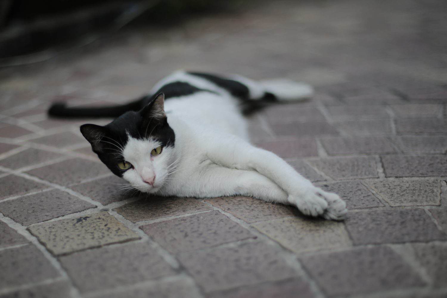 Street cat