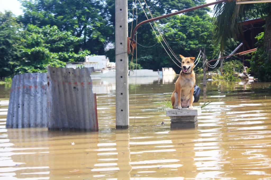 Hundreds of Animals Saved After Devastating Texas Floods - A-Z Animals