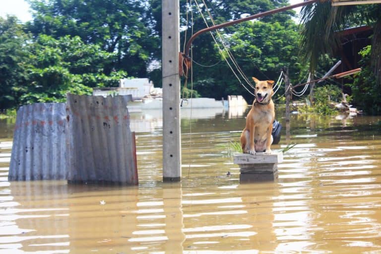 The dog is lost to the owner while flooding.