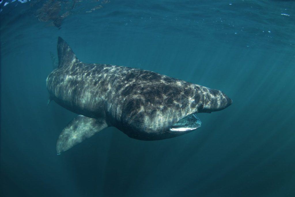 basking shark, cetorhinus maximus, Coll island, Scotland