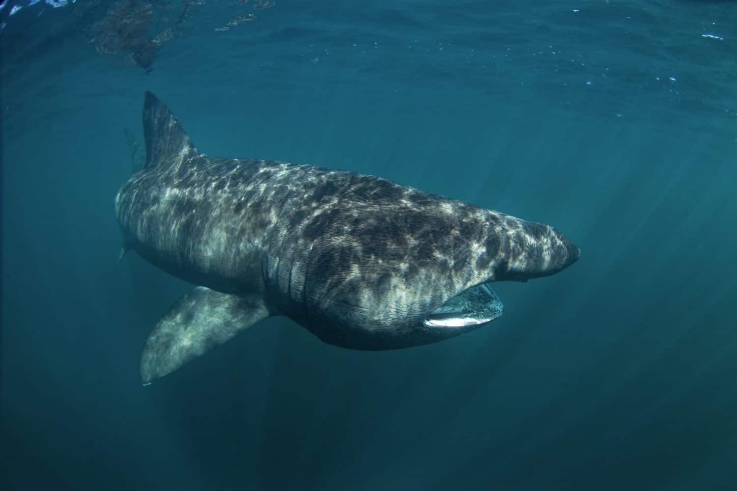 basking shark, cetorhinus maximus, Coll island, Scotland