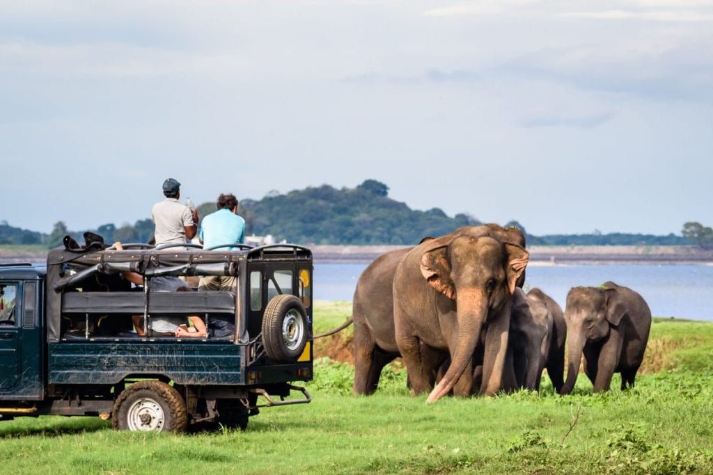 Elepahants safari in Minneriya, Sri Lanka - Mother asian elephant protects here baby elephants from tourist safari jeep in Minneriya National park near Kaudulla park and Dambulla. Safari in Sri Lanka.