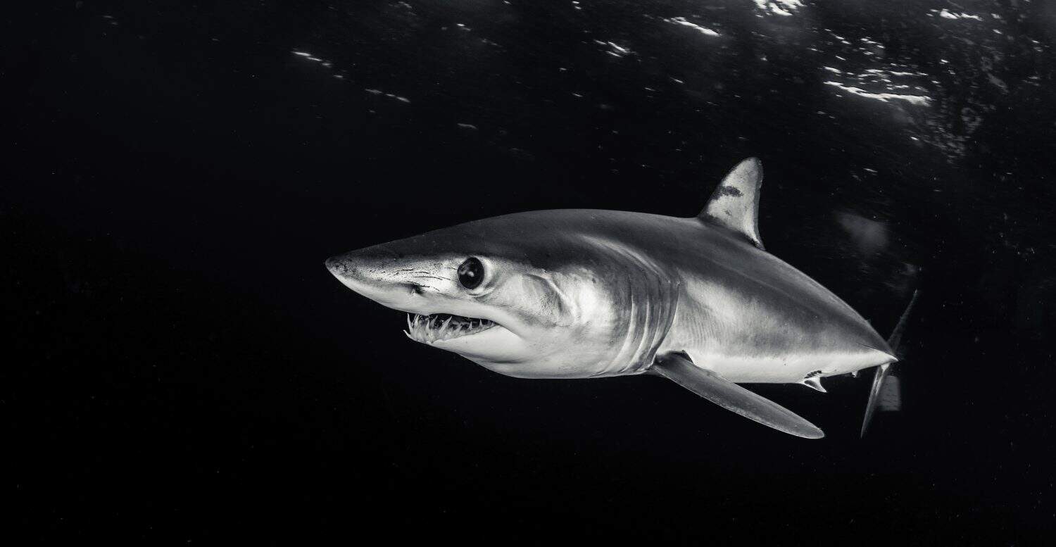 Mako shark swimming near the surface in blue water, 50 kms offshore past Western Cape, South Africa.