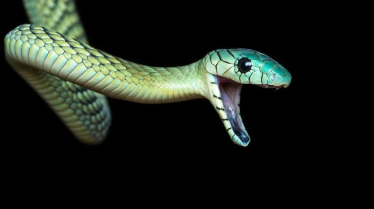 The western green mamba (Dendroaspis viridis), also known as the West African green mamba or Hallowell's green mamba, is a long, thin, and highly venomous snake of the mamba genus, Dendroaspis.