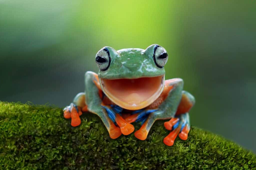 Gliding frog look like laughing on moss, Flying frog laughing, animal closeup, Gliding frog (Rhacophorus reinwardtii) sitting on moss, Indonesian tree frog