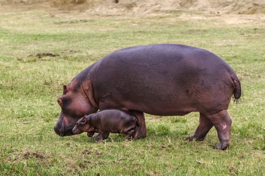 Baby hippo with mother on the green grass. Uganda.
