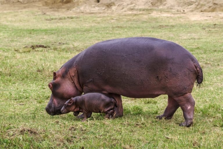 Baby hippo with mother on the green grass. Uganda.