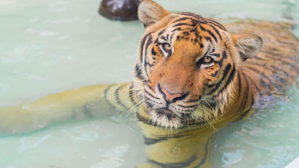 Tiger relaxing in the water in the zoo,select focus