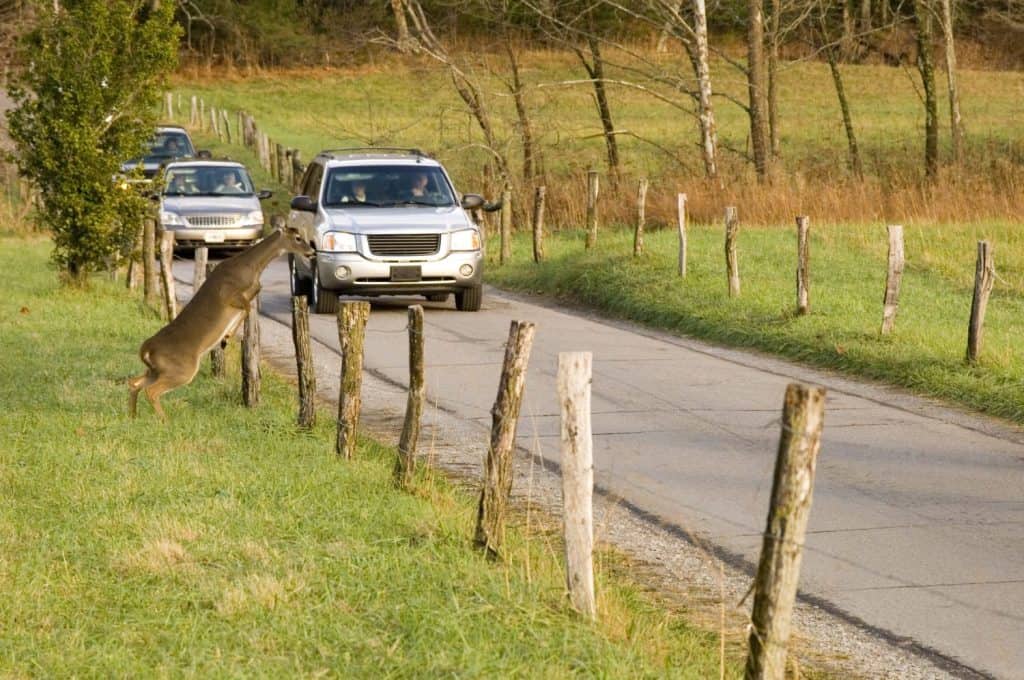 Whitetail deer jumps fence in front of cars (possible car-deer collision)
