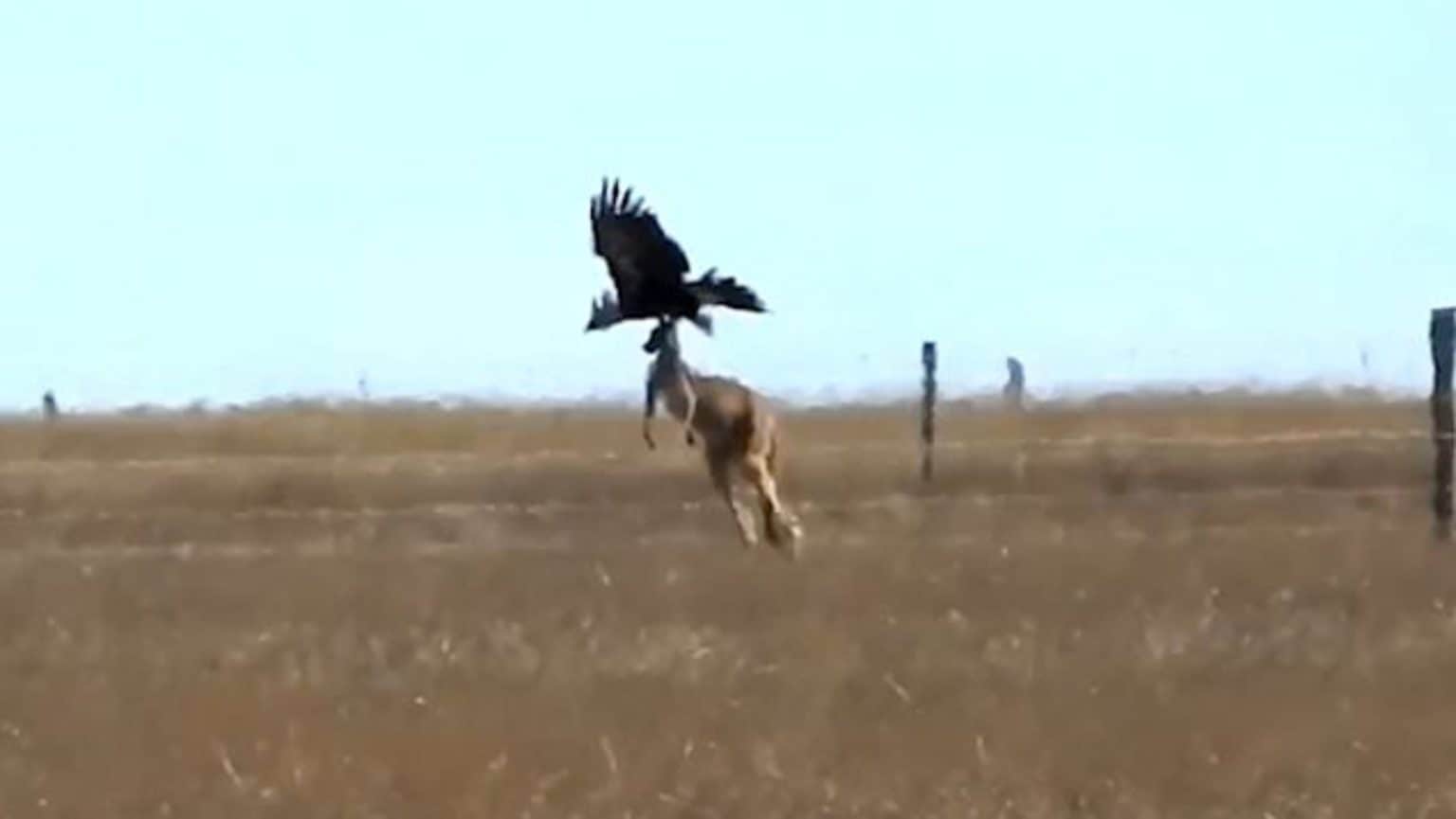 Kangaroo Outsmarts Apex Predator in Shocking Wildlife Encounter - A-Z ...