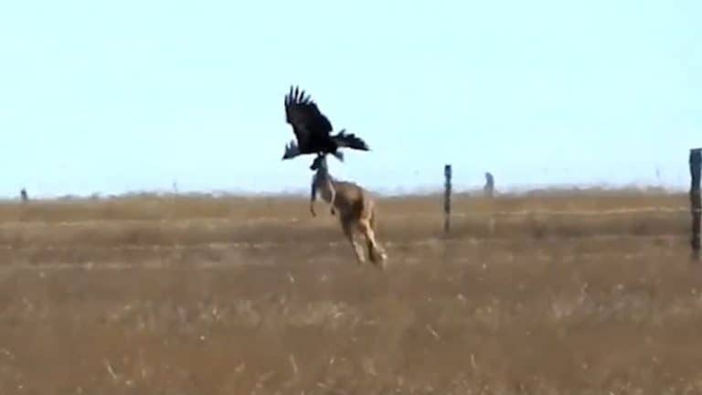 Wedge-tailed eagle attacks kangaroo in Australia.
