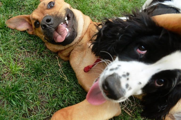 Dogs Playing