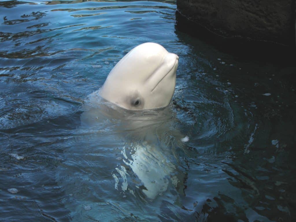 Beluga vs. porpoise