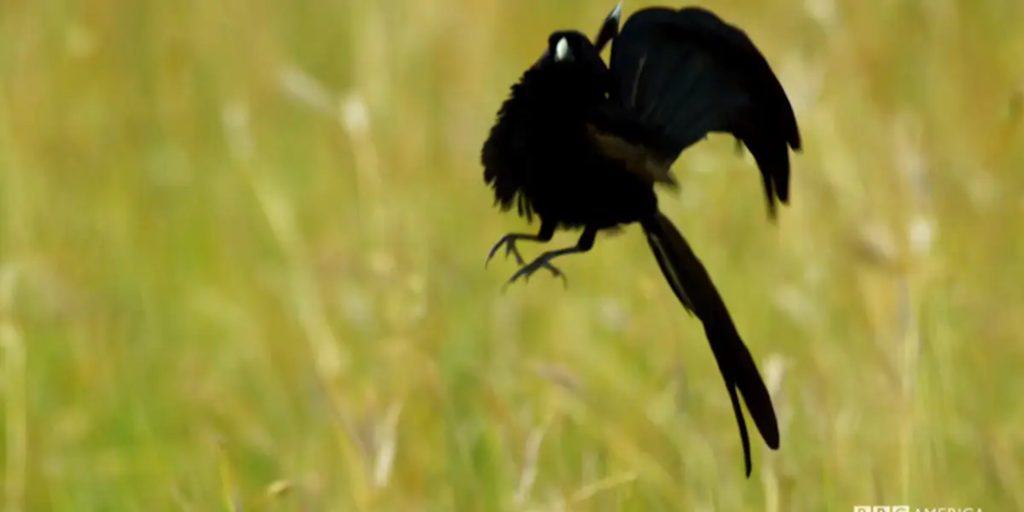 Jackson's widowbird jumps in the high grass