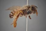 Your A-Z Guide to Bee Species - A-Z Animals