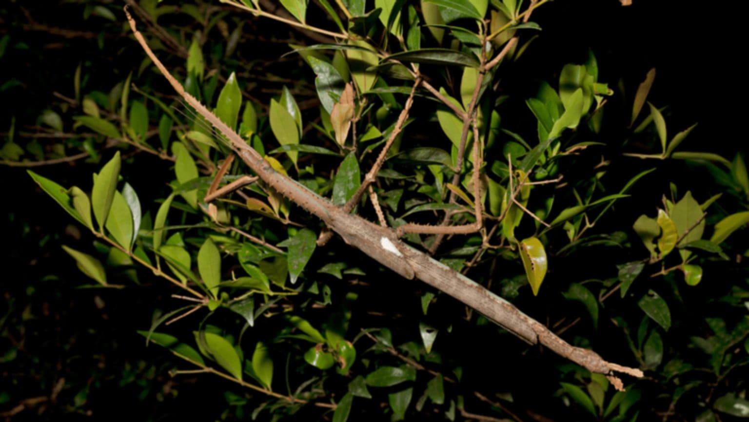 New Species Discovered in Queensland, Including a Rare Giant Stick ...