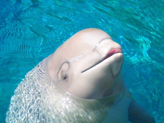 beluga vs. porpoise