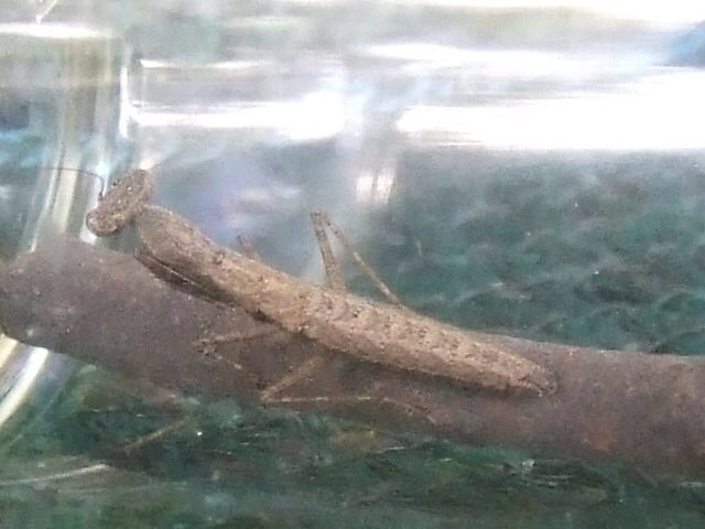 Bolbe sp. fully grown female 1cm long and 2 mm wide
