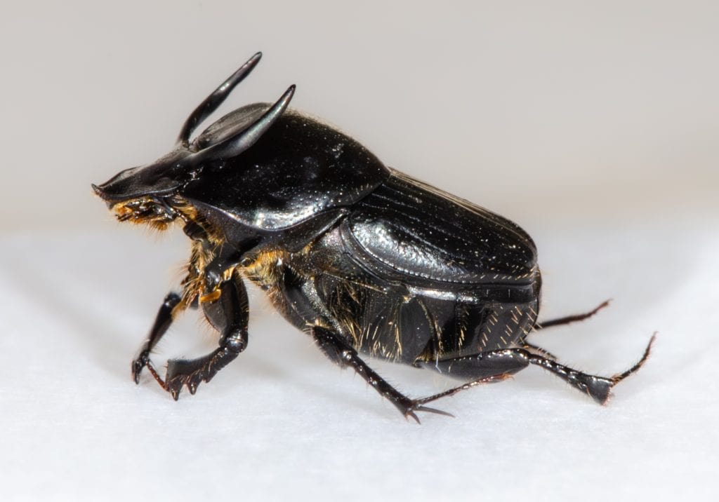 10 Black Beetles, from Horse-Killing Toxins to 1,000X Strength