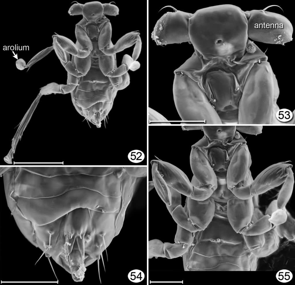 Dicopomorpha echmepterygis male, paratype, ventral. 52 habitus 53 head + prothorax + procoxa 54 apex of gaster 55 mesosoma + base of most legs and metasoma. Scale line = 20 &mu;m, except Fig. 52 = 50 &mu;m.