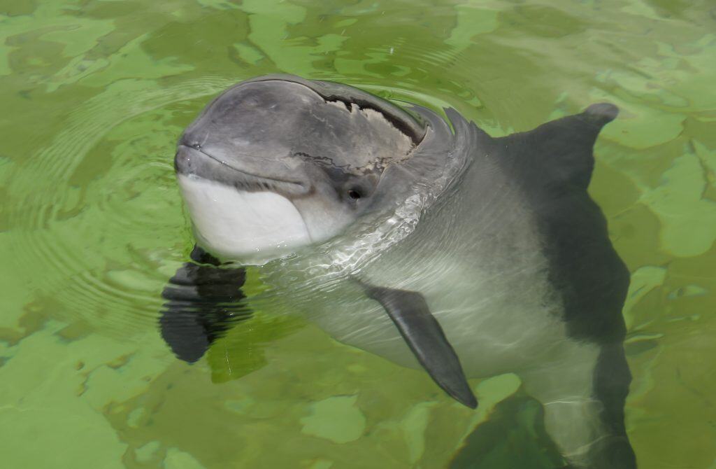 beluga vs. porpoise