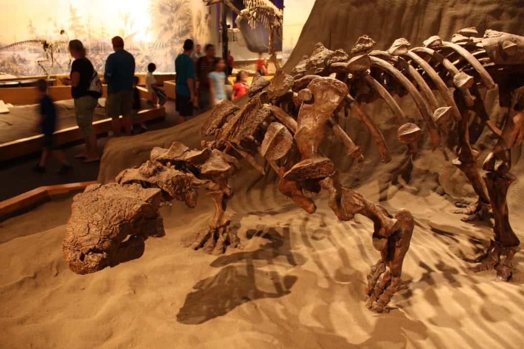 Euoplocephalus mounted cast skeleton, Royal Tyrrell Museum of Palaeontology