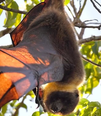 Ryukyu flying fox fruit bat