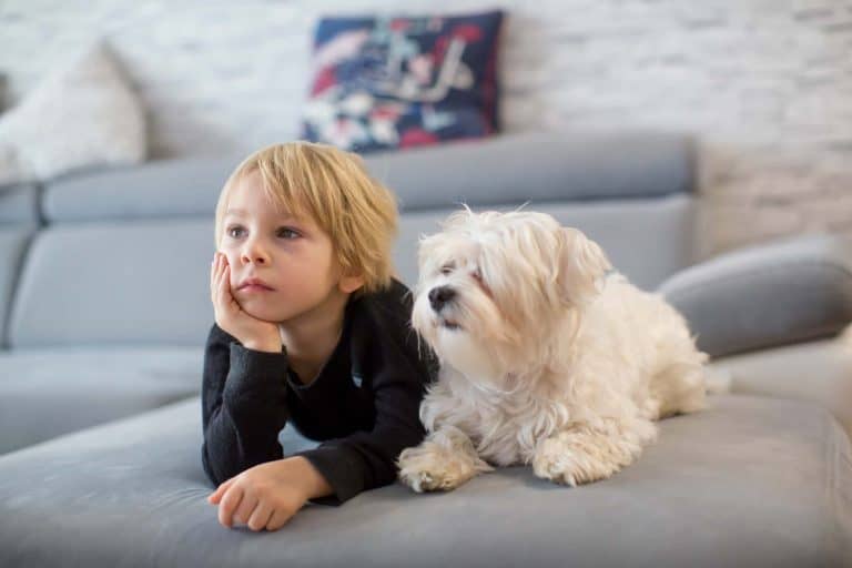 Cute blond childtoddle boywatching TV with his pet maltese dog