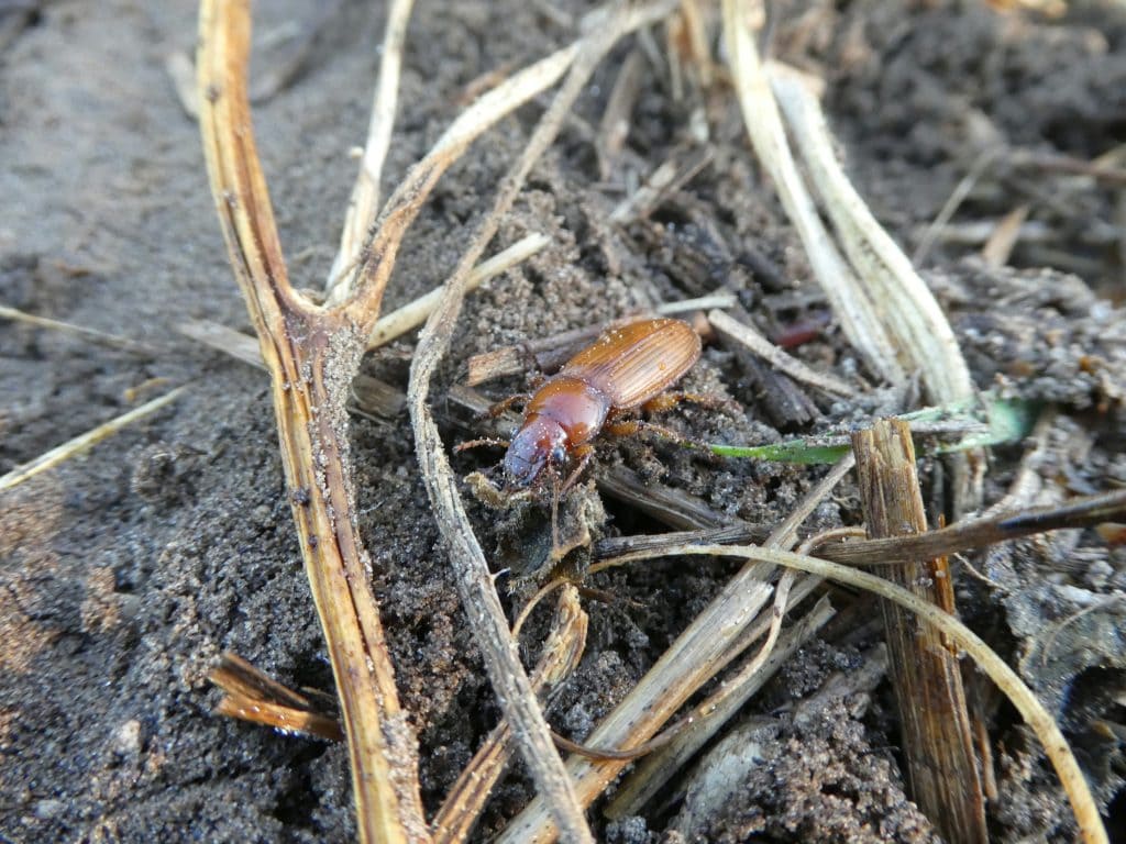 A ground beetle helps to control pests on a Midwest farm.