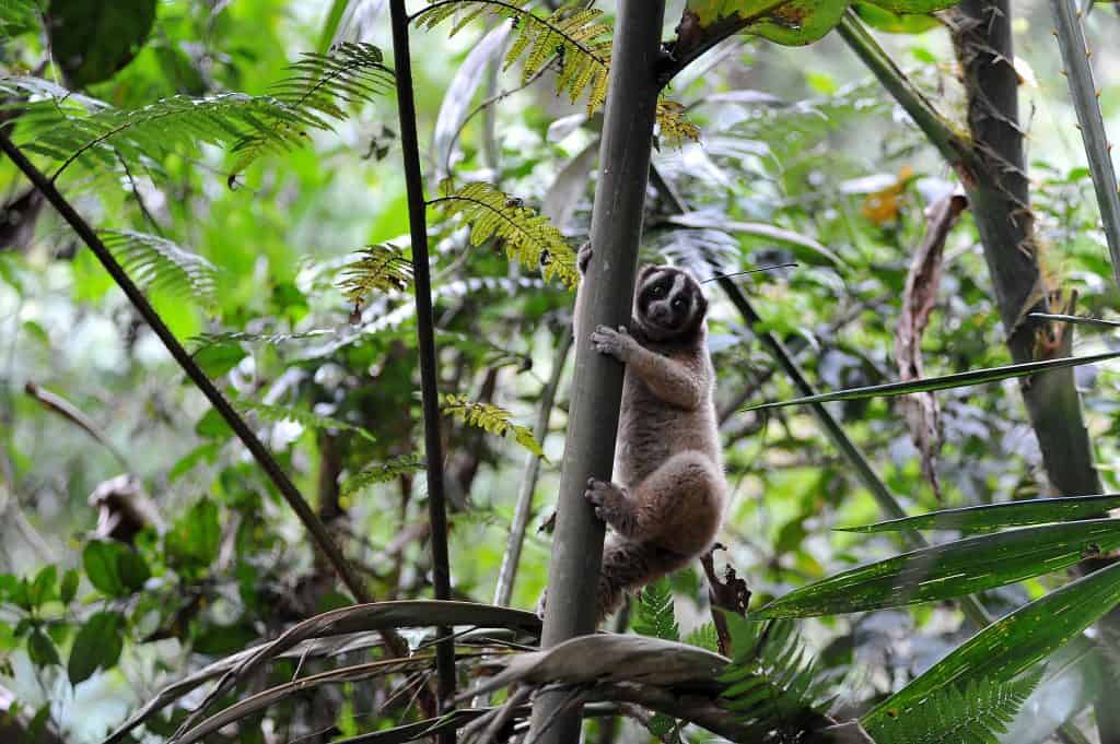 WEST JAVA, INDONESIA - JUNE : Javan slow loris up the tree when released in a wildlife sanctuary of Mount Sawal by International Animal Rescue (IAR).