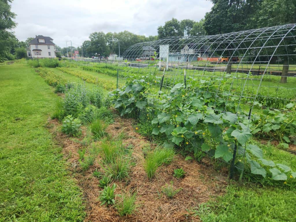 Newly planted beetle bank in a  community garden in Iowa