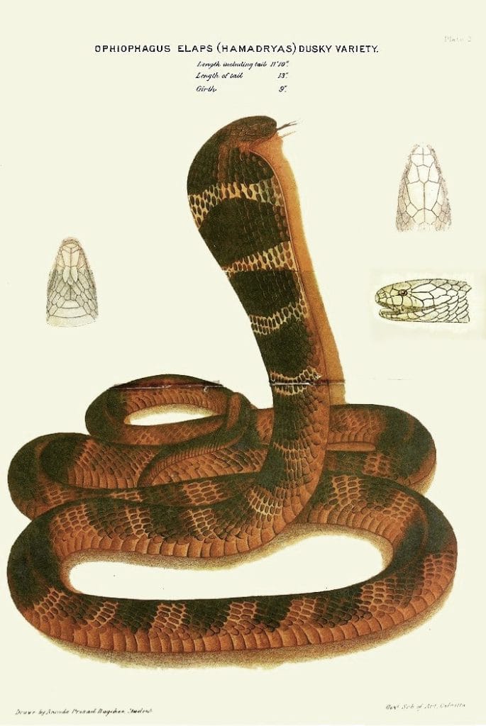 cobra vs. king cobra