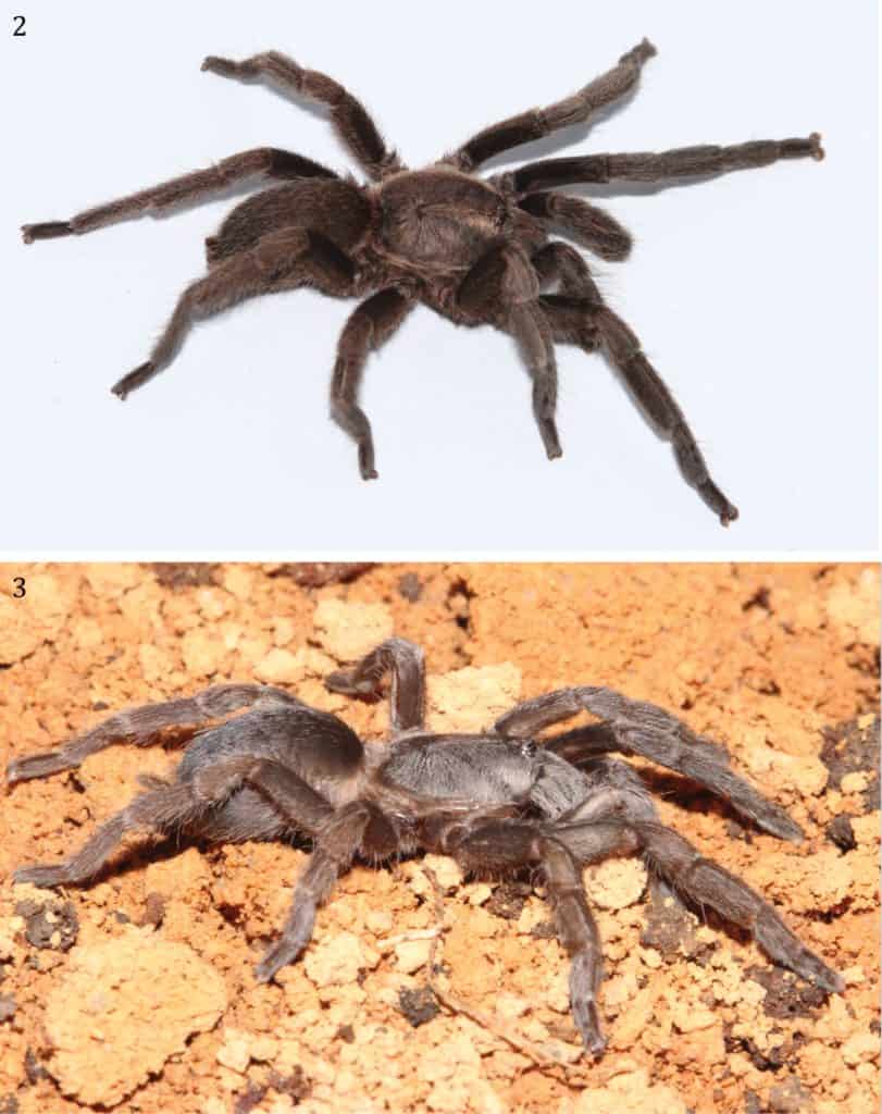 Phlogiellus longipalpus