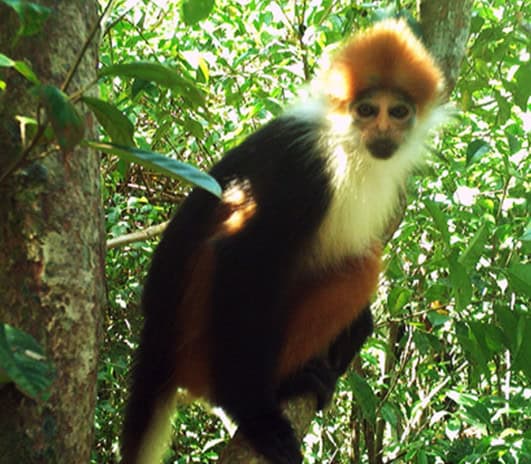 Presbytis chrysomelas cruciger in Jemoreng, Sarawak