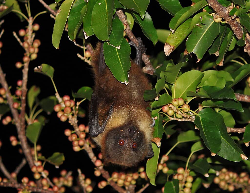 Ryukyu flying fox fruit bat