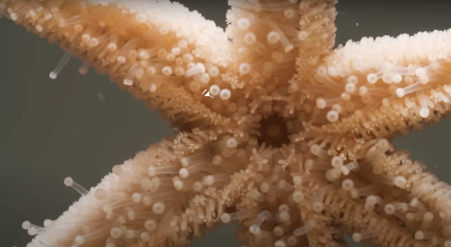 How the Six-Rayed Sea Star Protects Her Babies From Danger - A-Z Animals